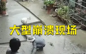 泰国狗狗太淘气 在还没凝固的水泥地上反复踩踏 建筑工人逐渐崩溃