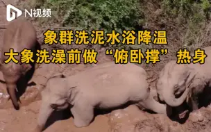 云南象群争相洗“泥水浴”降温，大象洗澡前做“俯卧撑”热身