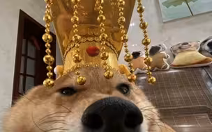 狗皇帝