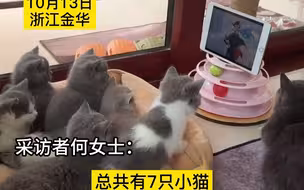 7只小猫和主人看《猫和老鼠》，太温馨了，主人：感觉它们要冲上去帮忙了@奶思很多猫