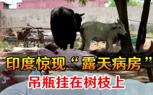 印度惊现“露天病房”！吊瓶挂在树枝上，新冠患者身边还有牛吃草