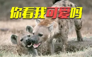 【野生动物大迁徙】精彩瞬间：谁还不是个宝宝？小鬣狗卖萌竟然这么可爱！