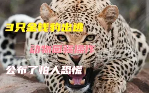 金钱豹脱逃！3只抓回2只，动物园骚操作：怕民众恐慌先不公布