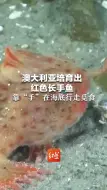 澳大利亚培育出红色长手鱼 靠“手”在海底行走觅食 因栖息地减少和繁殖率低几近灭绝