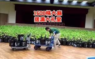 创岛内纪录！因疫情走私难，台湾毒贩铲平山头建温室种1608株大麻