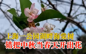 上海一公园海棠错把中秋当春天开出花