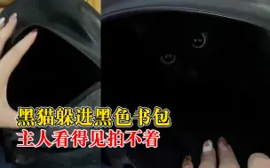 黑猫躲进黑色书包和主人玩消失，主人：双击书包它就抬头了