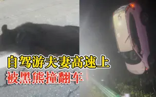 自驾游夫妻高速上被黑熊撞翻车：直接扑车头，车报废人脑震荡