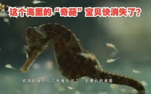【原来是这样 】这个海里的“奇葩”宝贝快消失了？