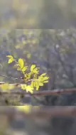 【网络中国节】这碗Q弹爽口的宁海番薯面，吃得人心里好暖！