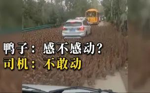 汽车在路上被鸭群围住，司机进退两难 网友：满满的“鸭”迫感