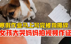 寒假作业差一行写完被狗撕碎，女孩崩溃大哭妈妈拍视频作证