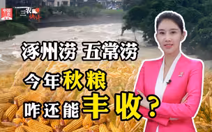 三农锐评丨涿州涝，五常涝，今年秋粮咋还能丰收？