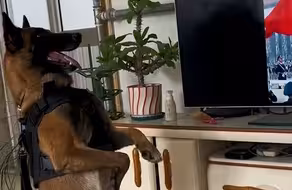向国旗敬礼！退役警犬看到电视中升国旗画面 下秒动作感动网友