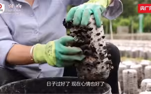 【习声回响】小木耳 大产业 新乡村