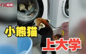 体验大学生活！昆明动物园小熊猫溜进云南大学！