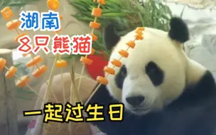 萌翻了！湖南凤凰中华大熊猫苑内八只熊猫同过生日