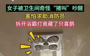 女子被卫生间奇怪“猪叫”吵醒，害怕求助消防员！拆开浴霸灯竟藏了只喜鹊