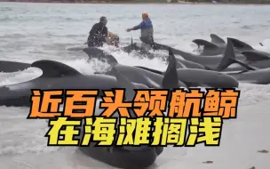 近百头领航鲸在澳大利亚西澳州海滩搁浅