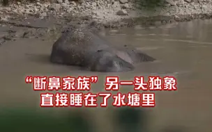 淘气！“断鼻家族”另一头独象跑进鱼塘 放走所有鱼后在水里睡着了