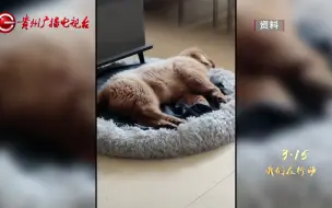 零度观察：“脱管”的宠物乱象(上)