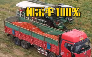 看新疆昌吉机收番茄有多酷