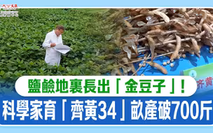 盐碱地里长出“金豆子”！科学家育“齐黄34”亩产破700斤