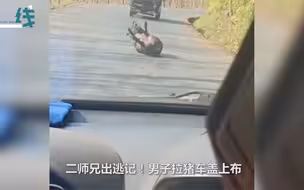 二师兄出逃记！ 高速上“二师兄”逃出拉猪车被抓拍