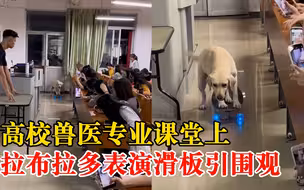 拉布拉多高校课堂表演滑板引围观，训犬师：兽医专业在学宠物训练