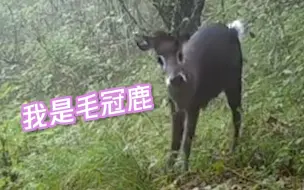 看镜头萌萌哒！国家二级保护动物毛冠鹿现身重庆阴条岭