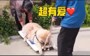 老夫妻自制拖板车 拖着狗狗在小区里晒太阳