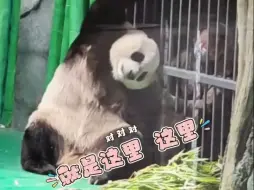 大熊猫太会撒娇了! 大熊猫缠着饲养员求挠痒  网友：这谁扛得住啊