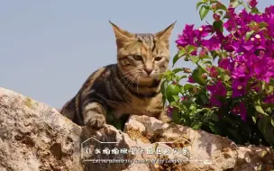 我叫Besty，别看我只是一只猫，在刚果（金）拉米卡园区，我了解的可比你多多了！