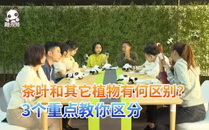 茶叶和其它植物有何区别？3个重点教你区分
