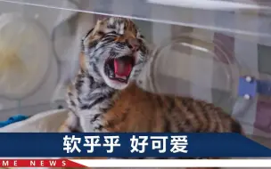 虎年迎虎宝！江苏南通森林野生动物园诞下虎宝，打哈欠瞬间萌化了