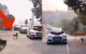 女主人结婚了 家中狗狗竭尽全力追赶婚车 飞奔十几公里送她出嫁