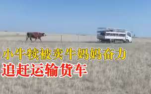牛犊被卖牛妈妈奋力追赶运输车，主人：每年卖牛犊它都会跟着