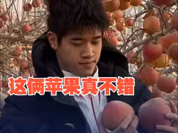 奥运冠军们摘苹果“各显神通” 潘展乐就挑高的摘 李雯雯徒手开果现场验货