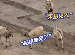 脱角生茸期，雄麋鹿桀骜不驯的样子秒变呆萌