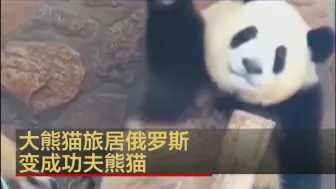 大熊猫旅居俄罗斯 变成功夫熊猫