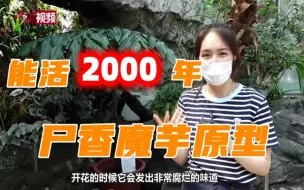 【小新的Vlog】找到尸香魔芋的原型了！
