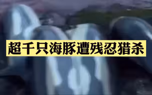 残忍！丹麦一场捕猎活动超1400只海豚遭残忍猎杀 海水都被染成了红色...