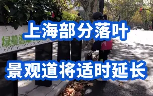 秋风扫落叶，上海部分落叶景观道将适时延长