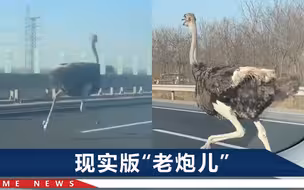 鸵鸟与天津高速上私家车“赛跑”，主人认错：车厢没栓紧让它溜了