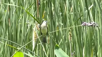 人生当如初夏，生活恰似繁花#夏天的味道#治愈