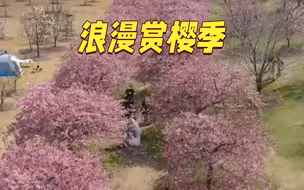 千米河津樱大道盛花 辰山植物园开启浪漫赏樱季