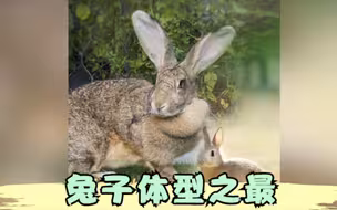 《兔年观兔》第七集：兔子体型之最