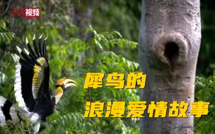 犀鸟的爱情故事你知道吗？