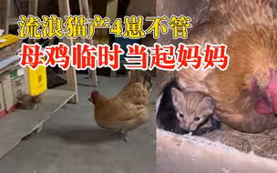流浪猫产4崽不管母鸡临时当妈妈：偶尔母猫回来，鸡都不让靠近