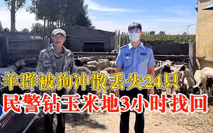 羊群被狗冲散丢失24只，民警钻玉米地3小时全找回
